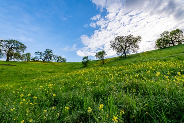 What Property Owners Should Know About Land Clearing Services